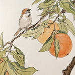 Sparrow and oranges