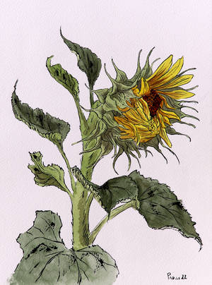 Sunflower study, ukiyo-e style drawing deviantart archiwyzard