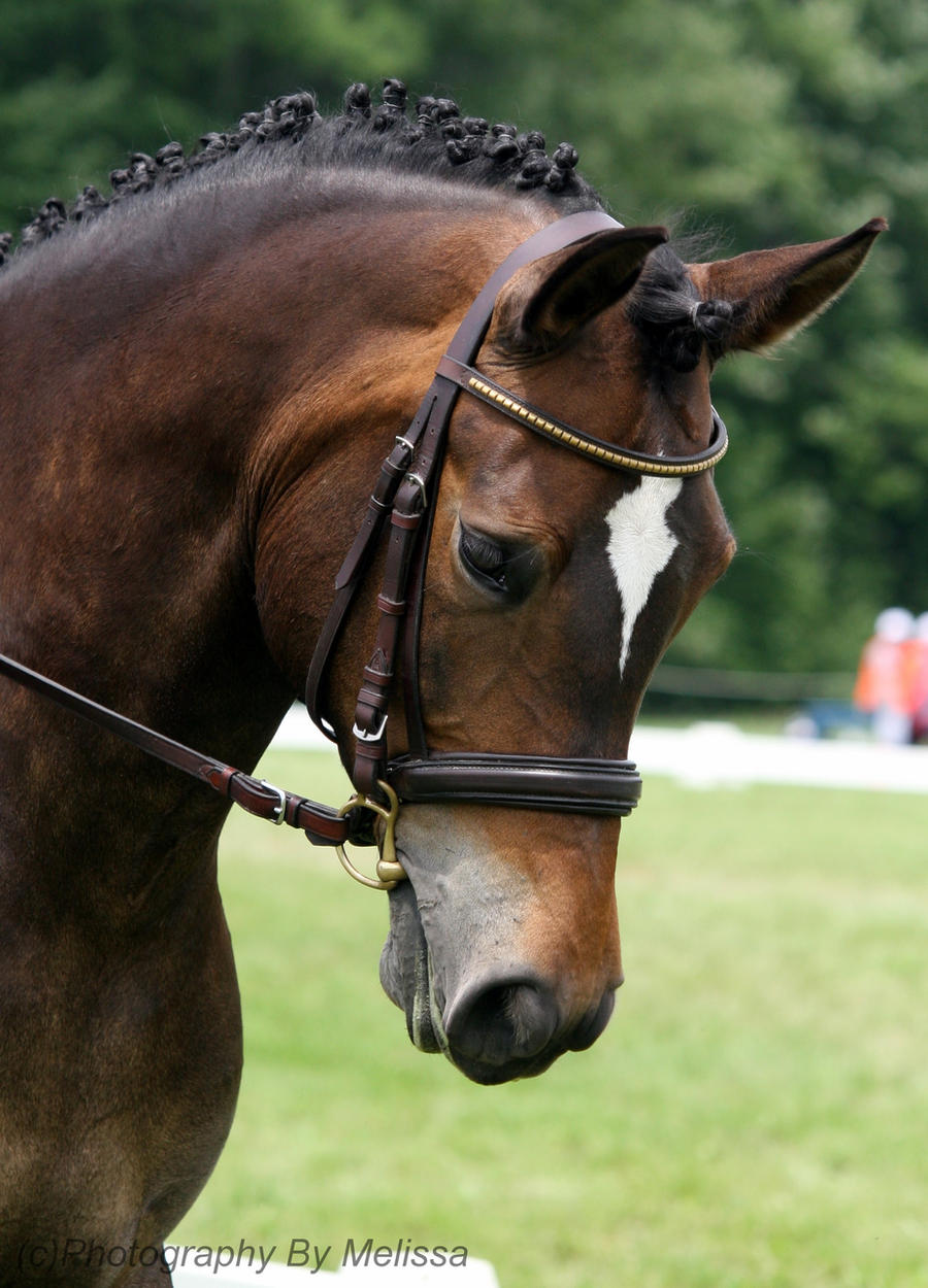 Head Shot Dressage