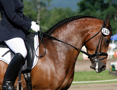 Dressage Horse - Angle 1