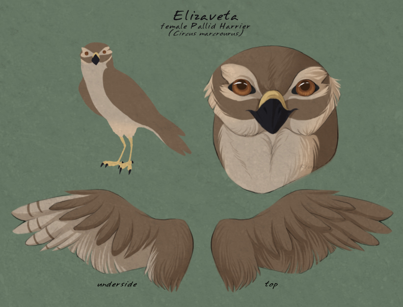 Elizaveta Concept