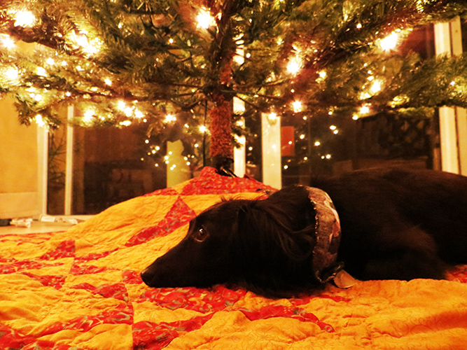 Relaxing under the tree