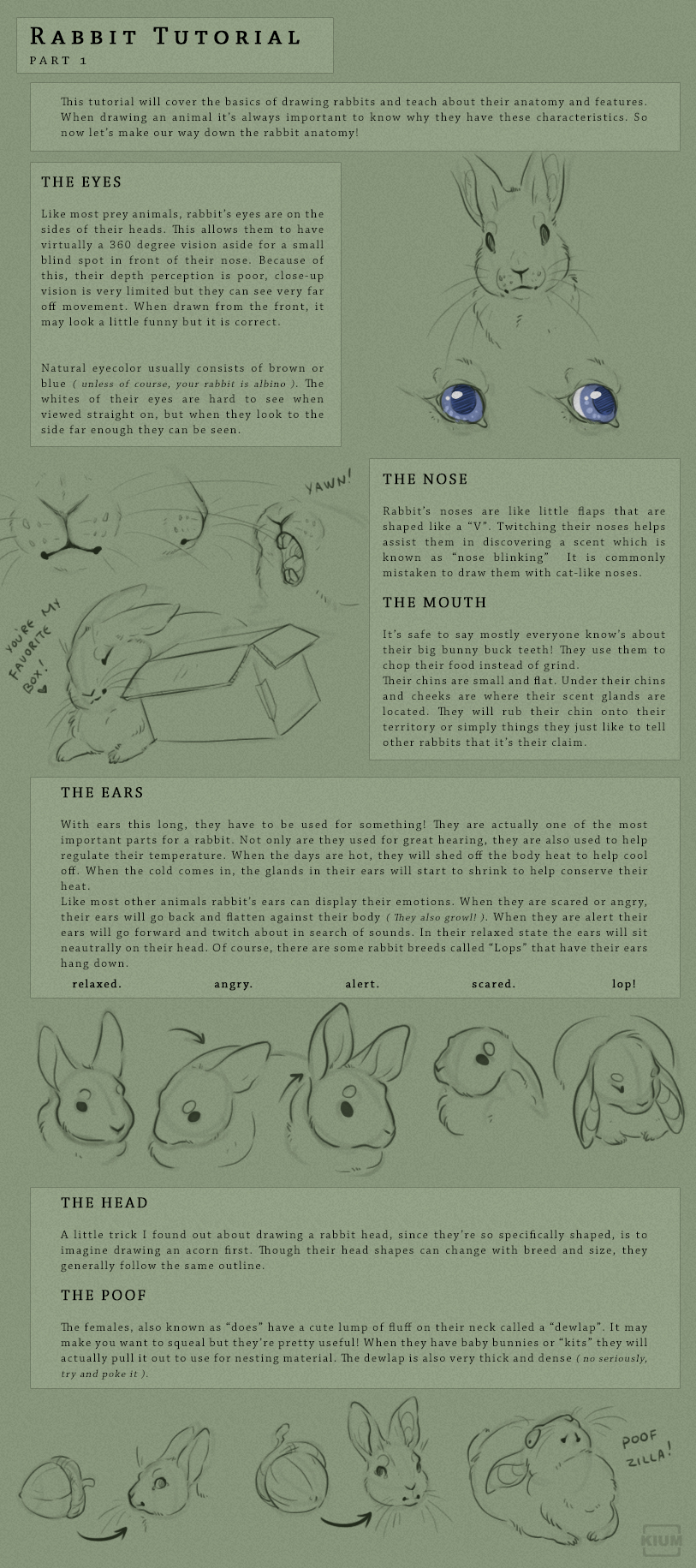 Rabbit tutorial part 1/2 by Kium on DeviantArt