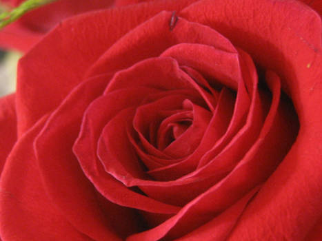 Red red rose