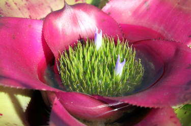 Bromeliad