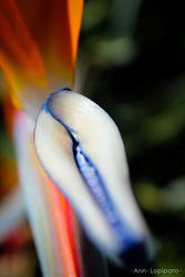 Bird of Paradise 1