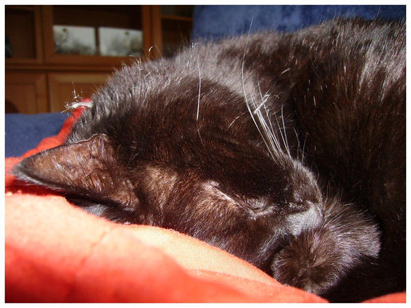 Quoi De Neuf Chat Minou By Netouale On Deviantart Quoi De Neuf Chat Minou By Netouale On Deviantart