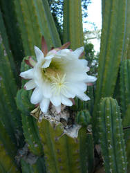 cactus flower