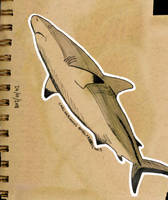 carcharhinus amblyrhynchos