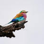 Lilac-Breasted Roller I