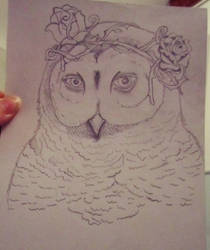 Owl sketch