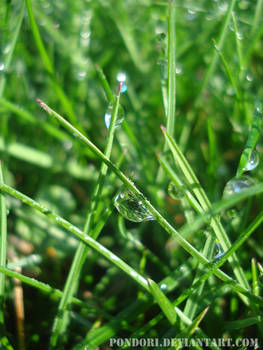 Morning dew drops