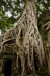 Angkor Temple Tree by gregg21