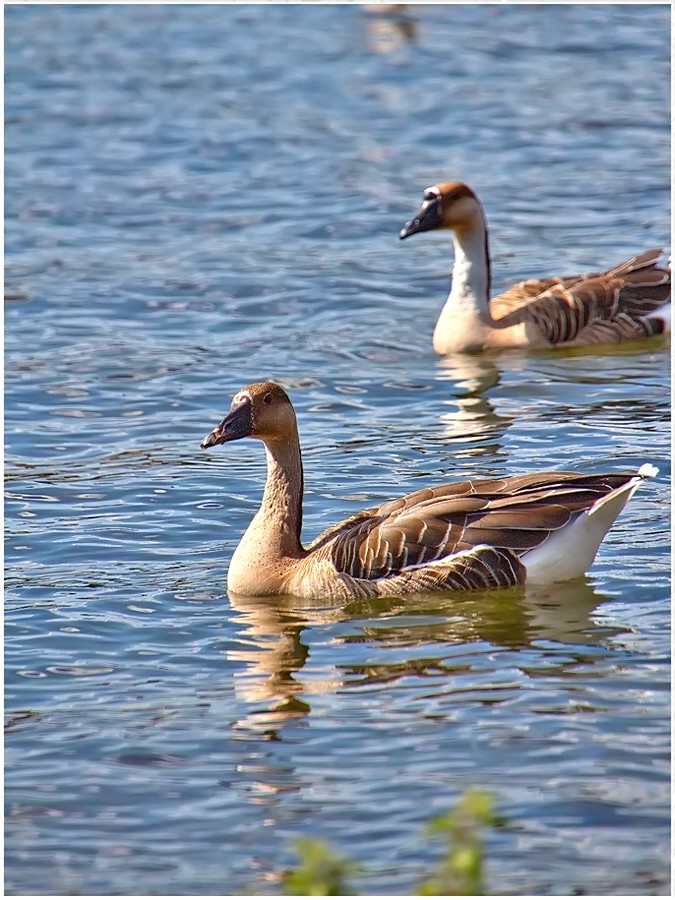 brown goose