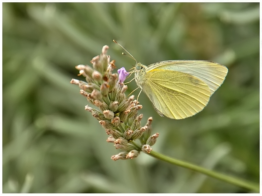 Butterfly on Lavender pt.3