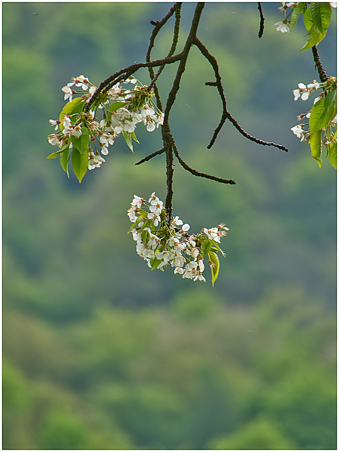 apple blossoms