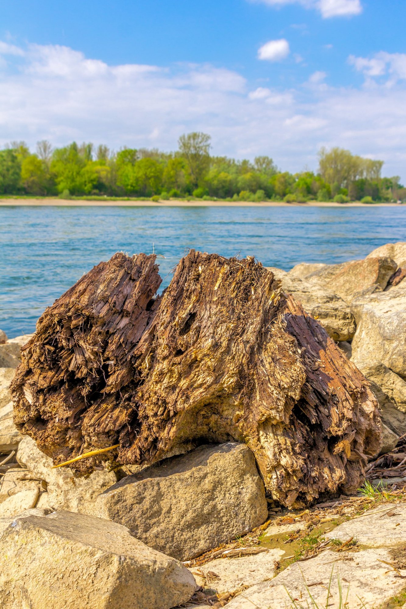 drift wood