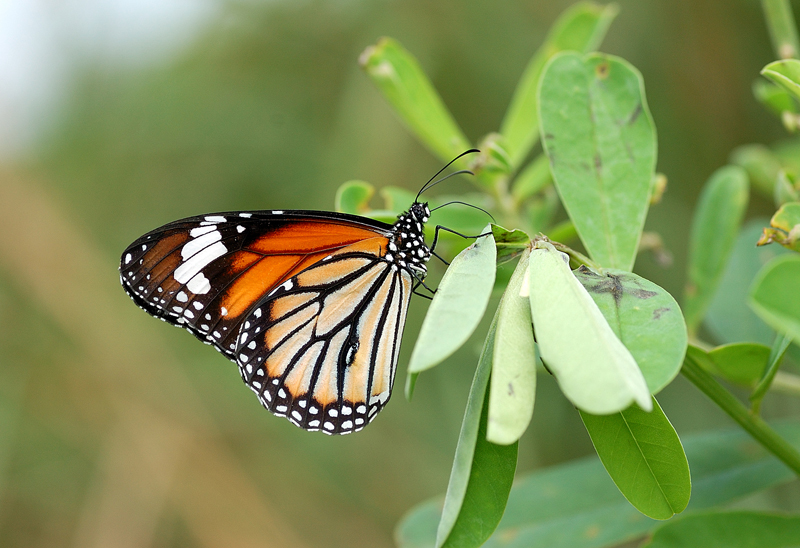 Common Tiger 3 010408