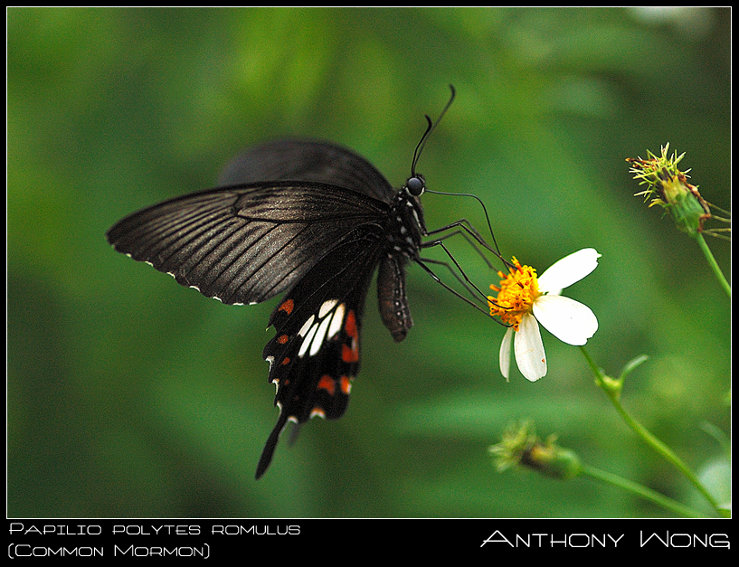 Common Mormon 3 060708