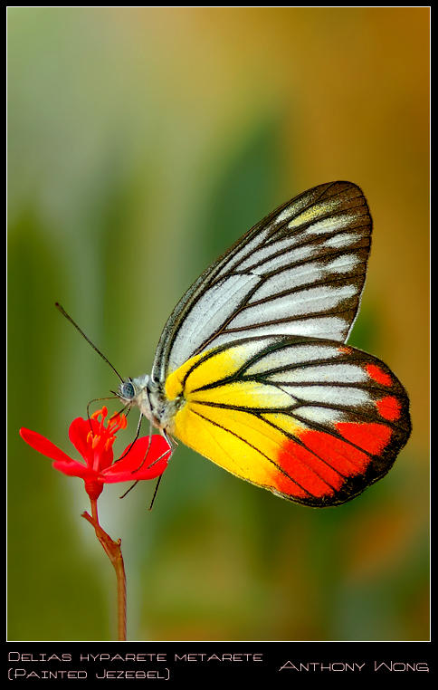 Painted Jezebel 070908 by inckurei on DeviantArt