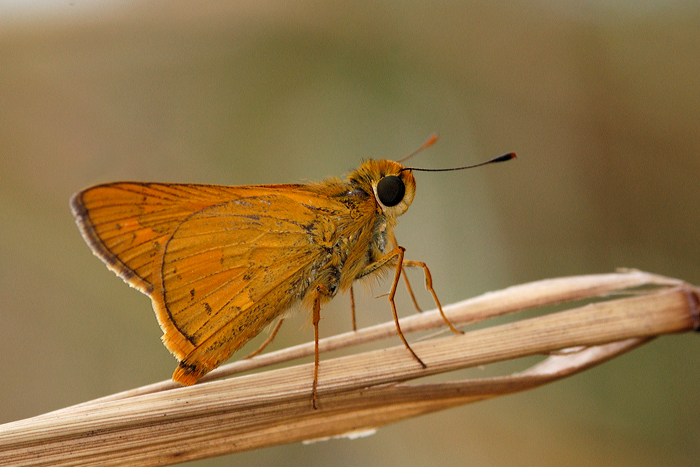 unknown skipper 180109