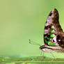 Tailed Jay 030409