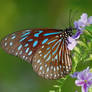 Dark Blue Tiger