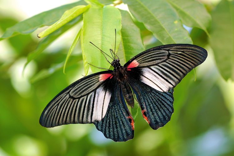 Great Mormon - Female 260509