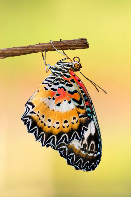 Leopard Lacewing - male 270509