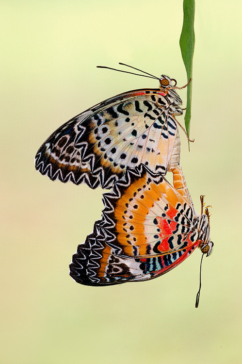 Leopard Lacewing 260609