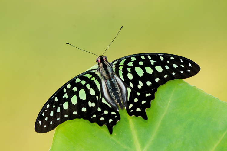 Tailed Jay 100709 upperwing