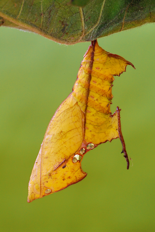 Pupa 020809 side