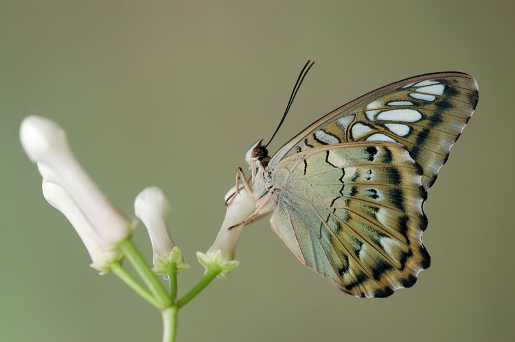 Parthenos sylvia 020909