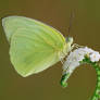 Lemon Emigrant 190909