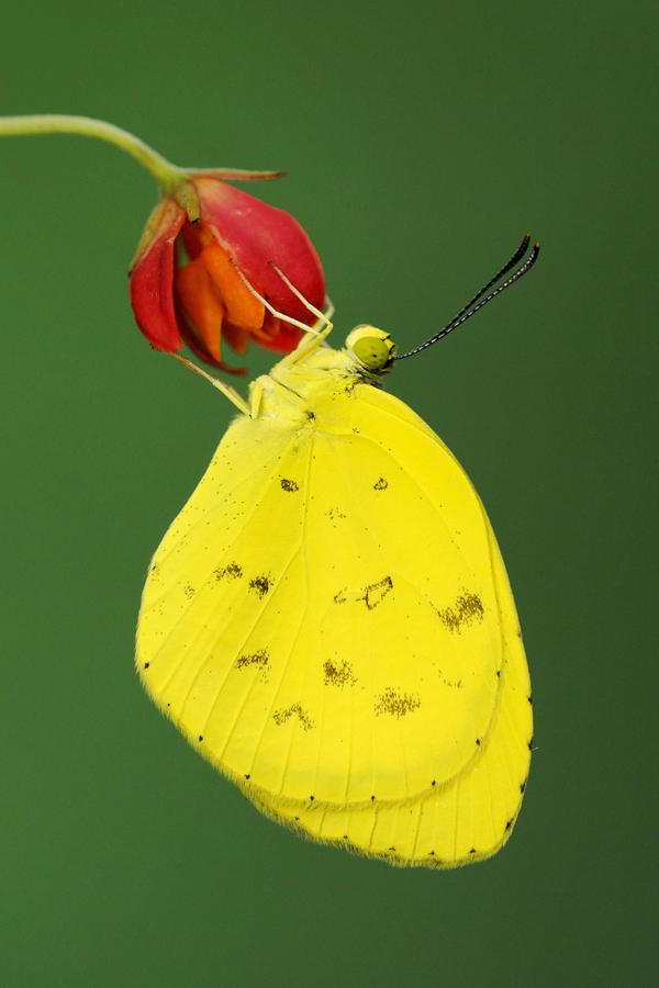 Common Grass Yellow 240810 by inckurei