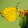 Three Spot Grass Yellow 160111