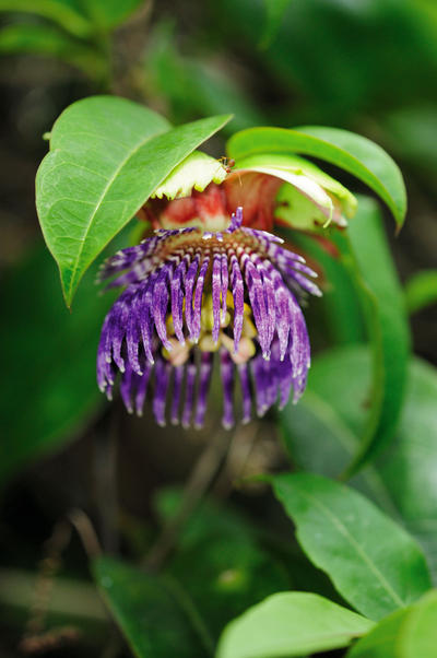 Passiflora sp 200211 1