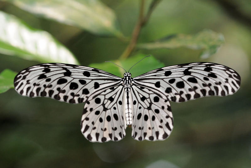 Tree Nymph Insect Common Tree Nymph 030711 by inckurei on DeviantArt