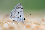 Common Hedge Blue 0707013 by inckurei