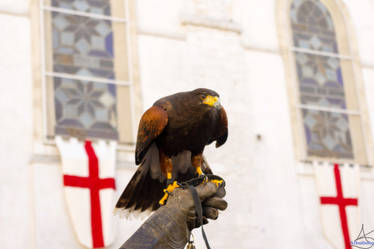 Falconry in Altamura Italy 2012