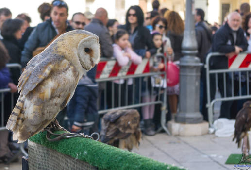 Falconry in Altamura Italy 2012