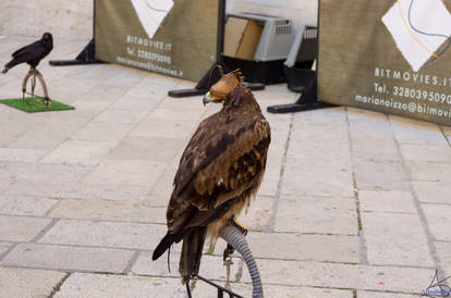Falconry in Altamura Italy 2012