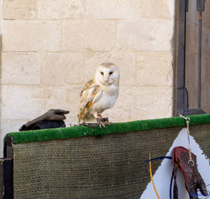 Falconry in Altamura Italy 2012