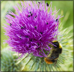 Bee Purple