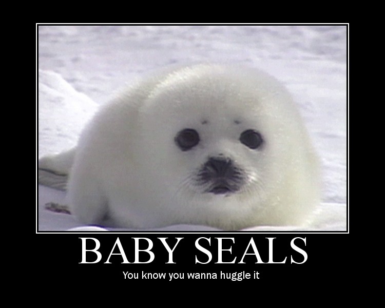 Baby Seal mp