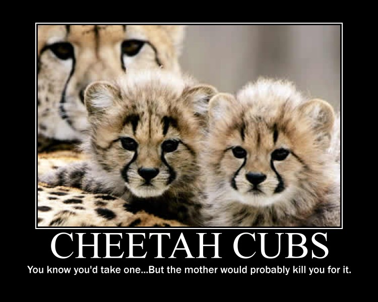 Cheetah Cubs