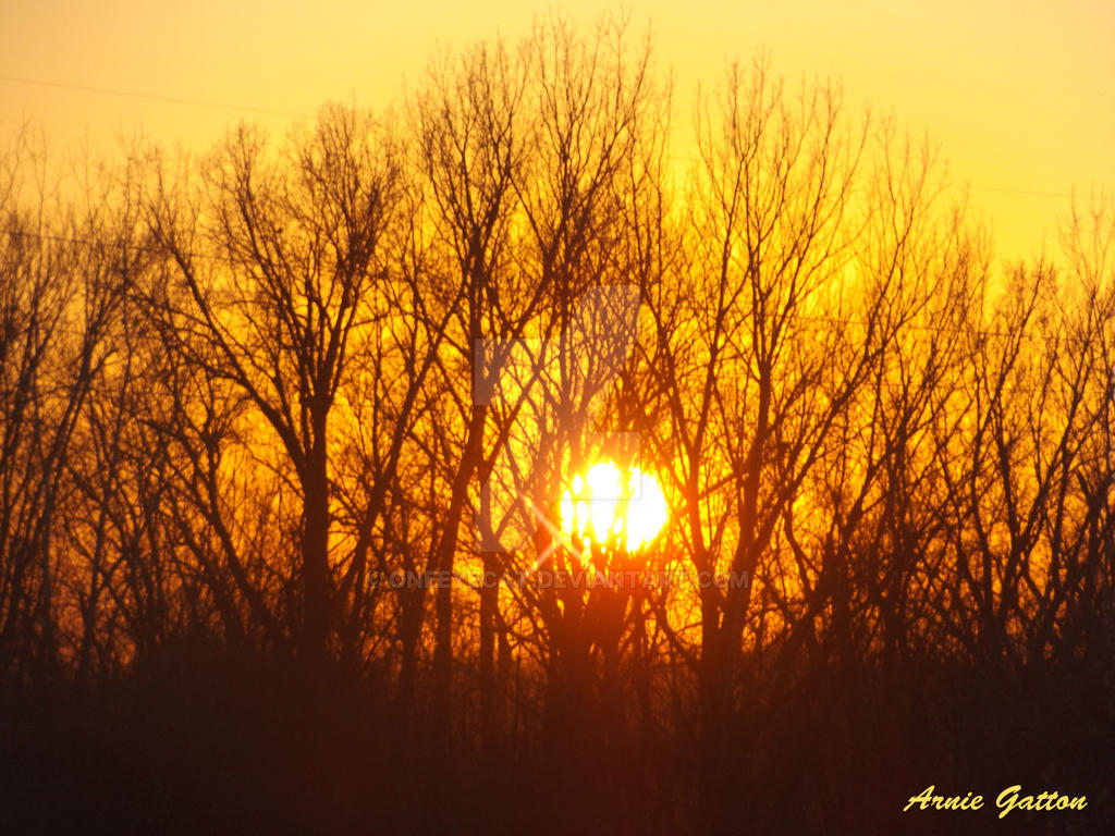 Golden Sky behind the trees