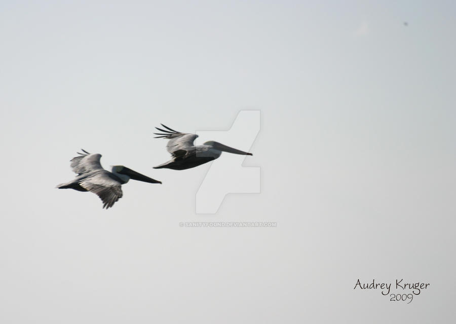 Brown Pelicans in Flight