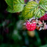 raspberries