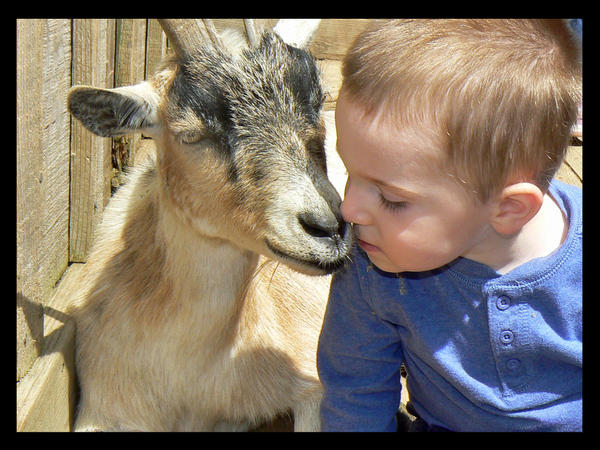 Goat and Son Kissing